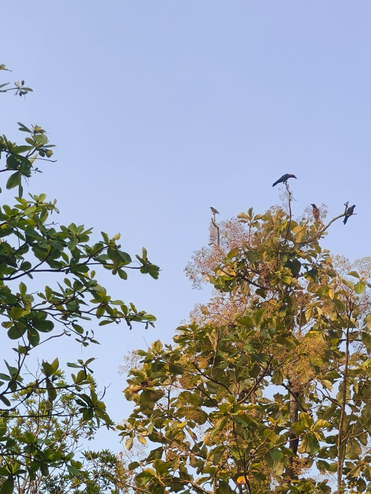 Birds perched at the tops of trees against a clear blue morning sky